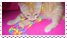 kandi cat
